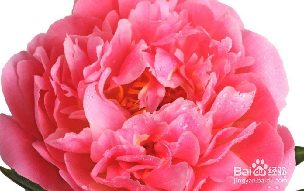 牡丹繁殖嫁接法