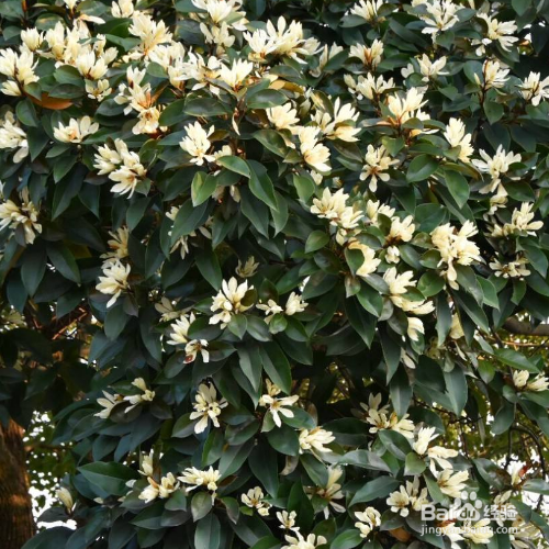 醉香含笑的种植方法和注意事项