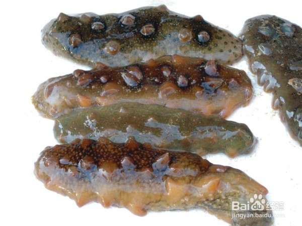 海参的表皮如何清洗干净