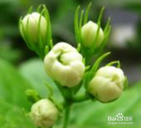 茉莉花怎么养啊?