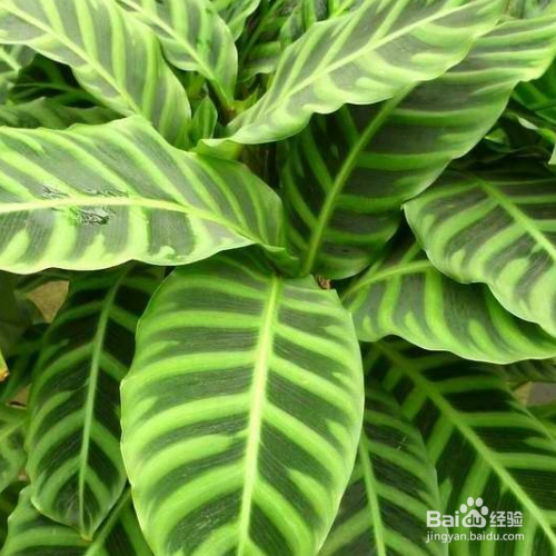 小仙女竹芋的养殖方法和注意事项