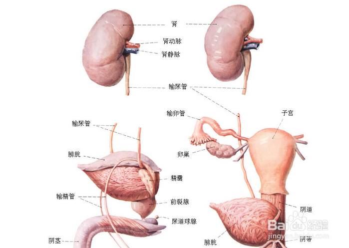 职场女性压力大吃什么呢