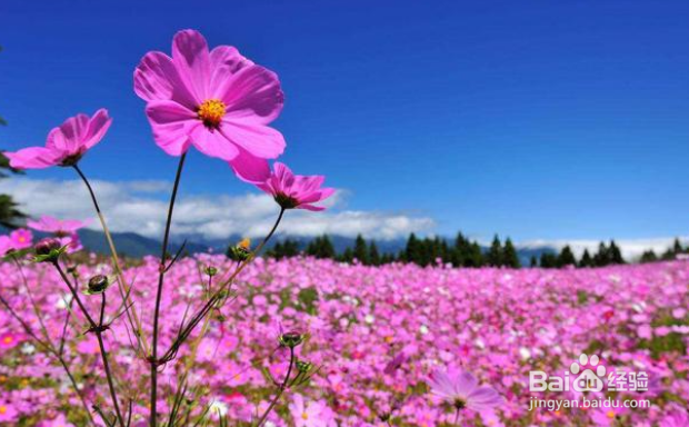 北方地区哪些花卉自播能力比较强？