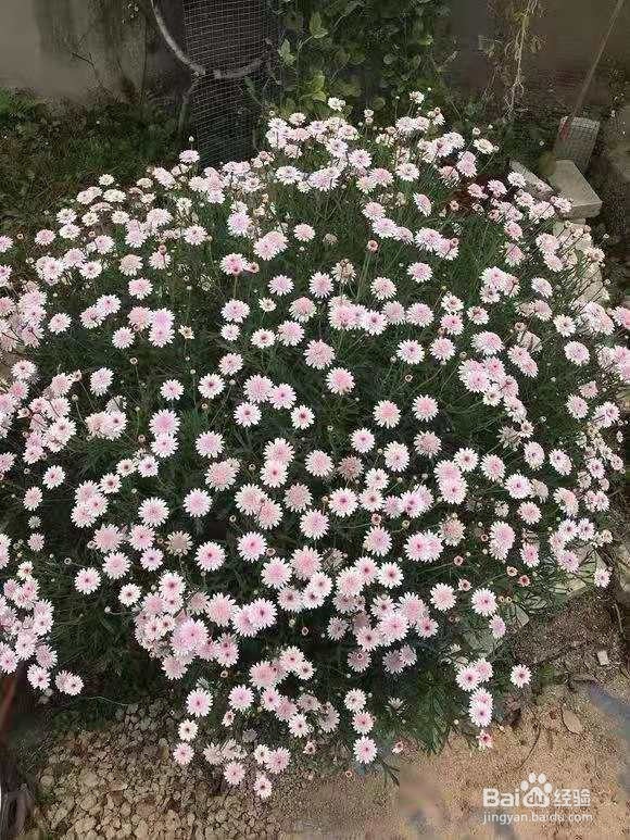 3种花不怕冷不怕热,特别好养!四季开花!