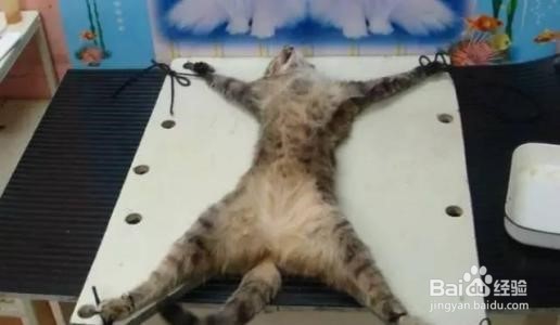 猫咪绝育手术后的怎么护理