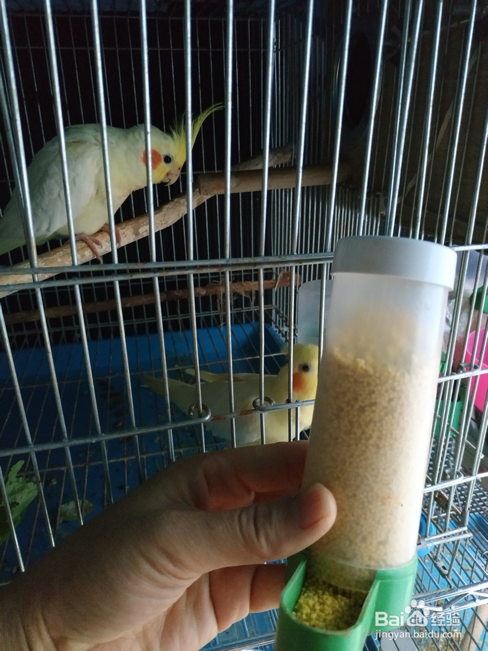 过年期间不在家,宠物鸟怎么办?