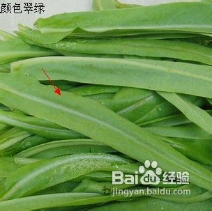 如何挑选油麦菜