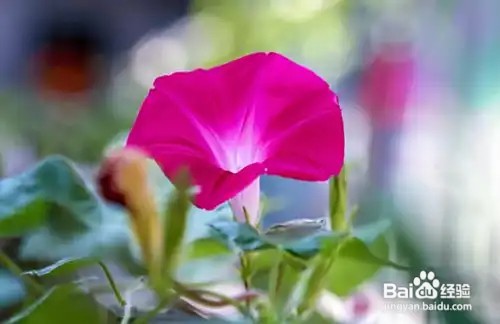 摄影怎么拍“朝颜”？