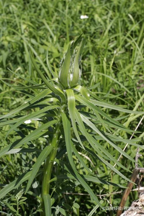 新买的百合种球怎样栽种 百度经验