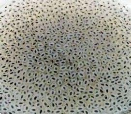 愚人节整人没商量