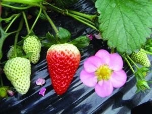 草莓应该怎样清洗？