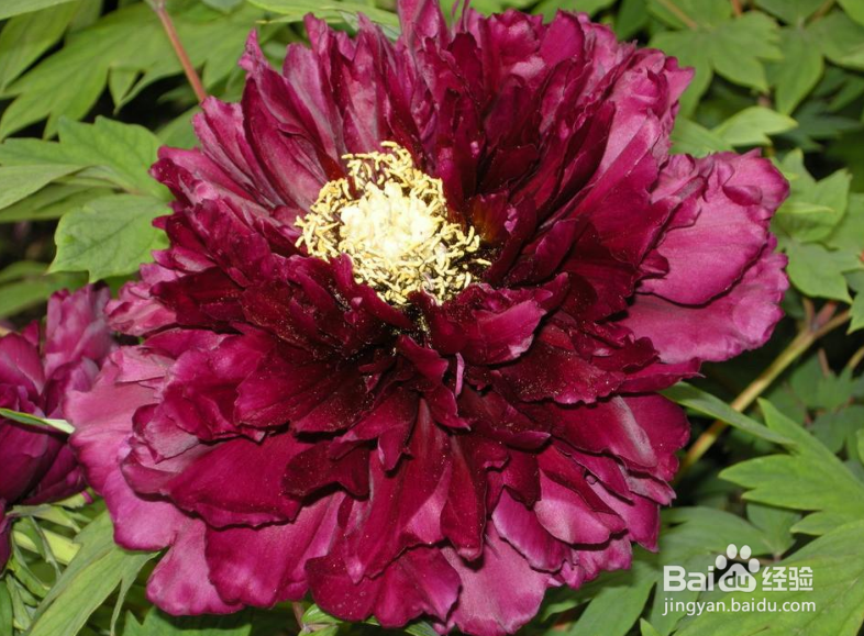 牡丹花开完花后怎么处理