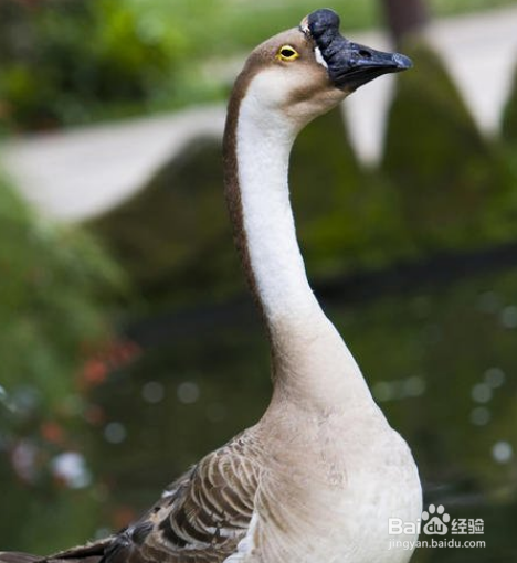公鹅和母鹅的区别在哪里