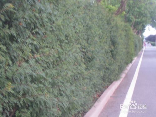 爬蔓植物可以趴地生长 百度经验