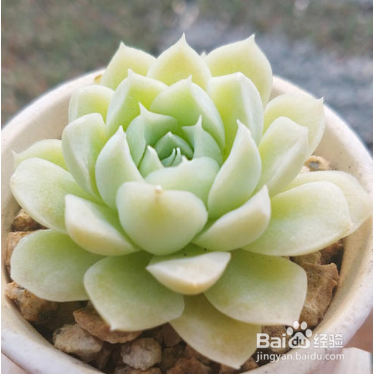 夏天40度怎么养多肉