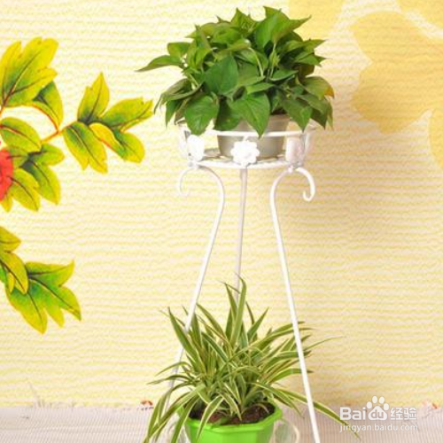 绿萝新叶子发黑像烧焦怎么办?