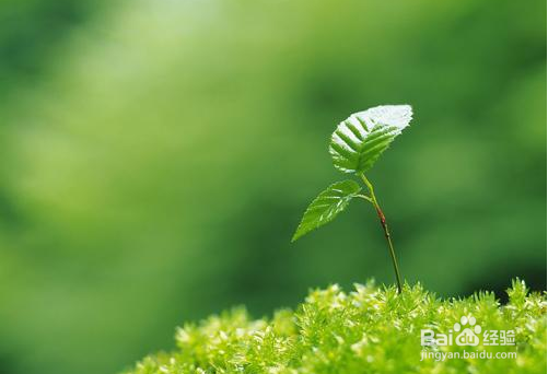 怎样说对老师的感谢