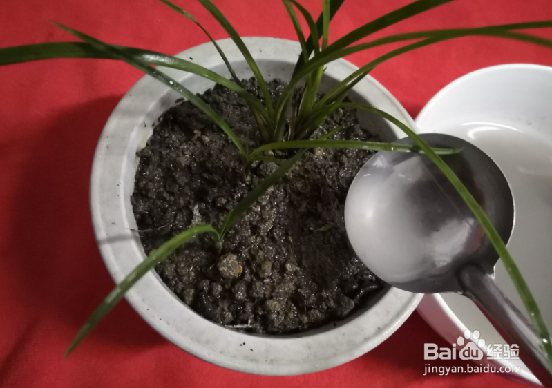 花土里有白蚁怎么办