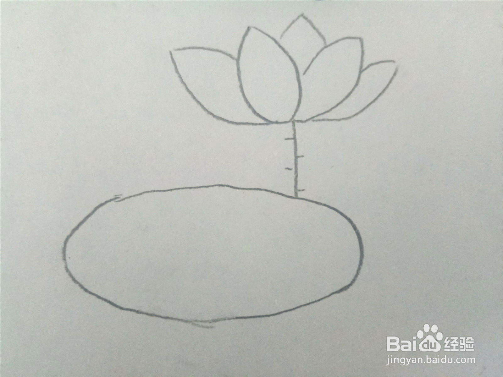 荷花的简笔画怎么画？