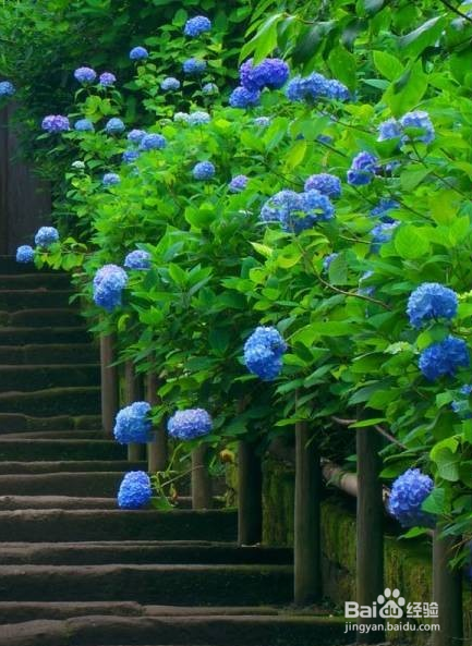 绣球花如何养殖