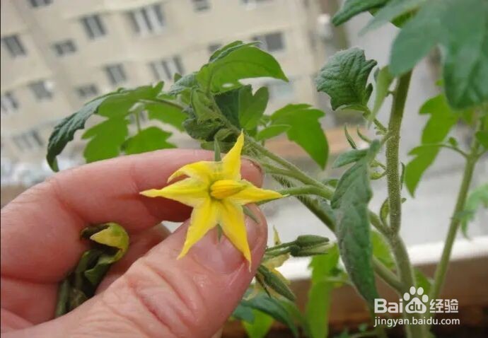 人工授粉是怎么操作的