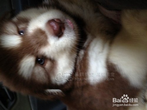 狂犬病的传播途径