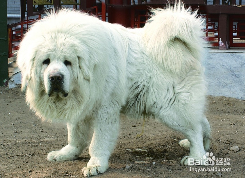 藏獒骨折怎么处理