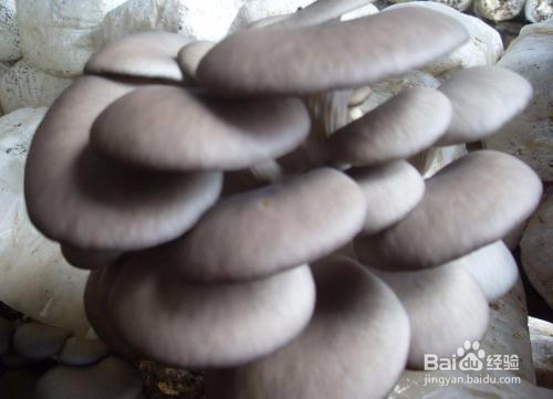 吃哪些食物有美白的作用呢