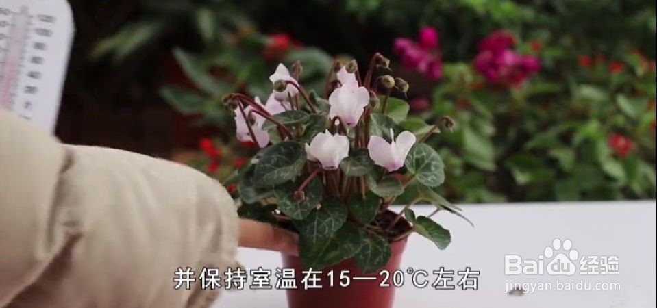 北方冬天如何养仙客来