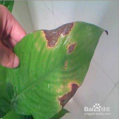 植物叶子发黄怎么办