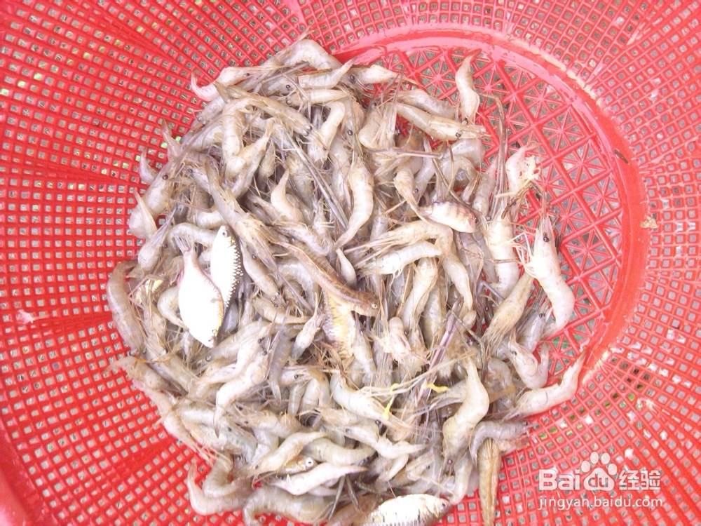 2小时1.4斤塘虾--绝对土方捕虾绝杀饵料