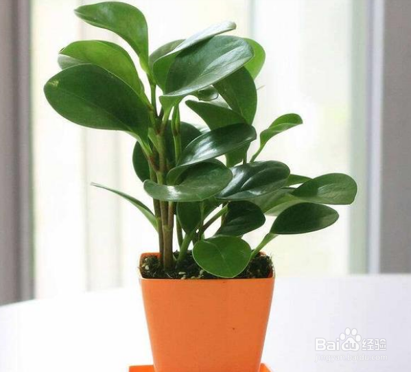 养殖的碧玉花烂根是什么情况？