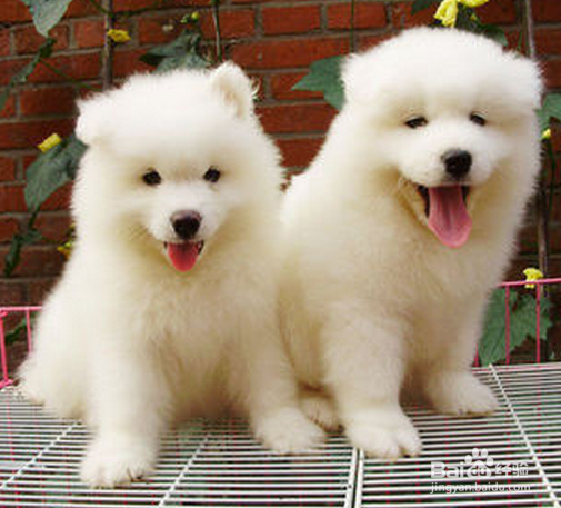 帮狗狗洗澡的注意事项