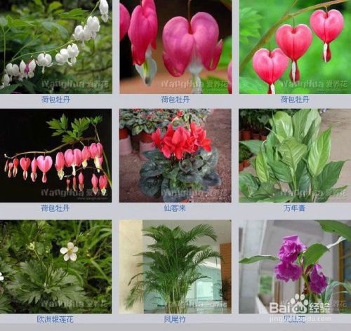 百花齐放 各种花的名字 百度经验
