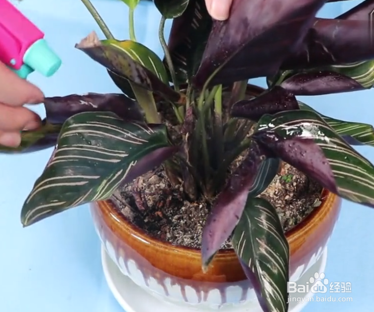 花盆里长满了潮湿虫怎么办