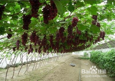 盆景制作所:葡萄