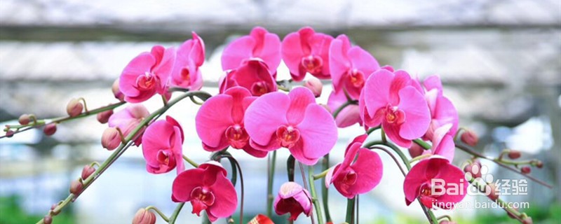 蝴蝶兰夏季怎么管理