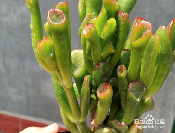 吸财树怎么长得快