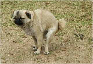 如何训练狗狗变得乖巧，不随地大小便！