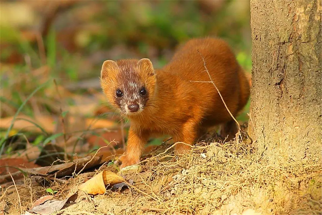 黄想知道鼠狼吃什么