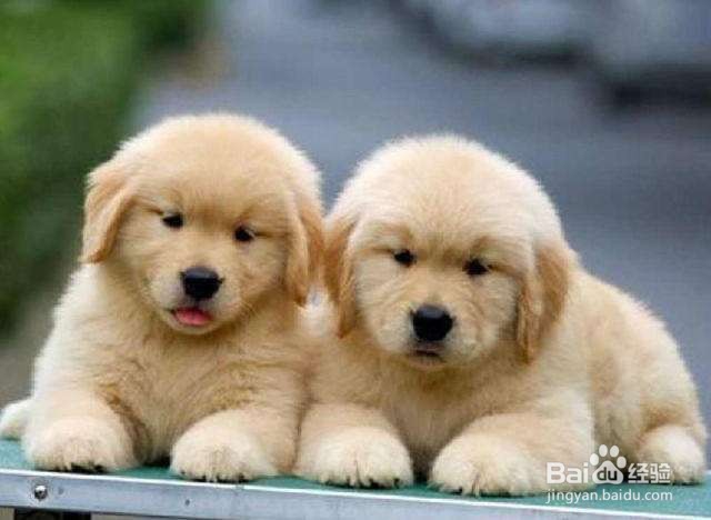 狗狗绦虫怎么彻底清除