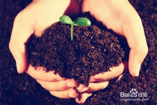 怎样更好地养花？