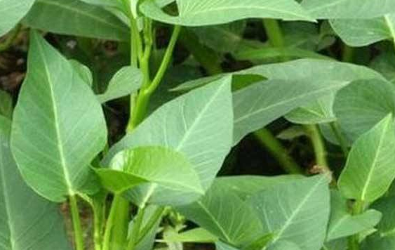 空心菜种植时间和方法温度