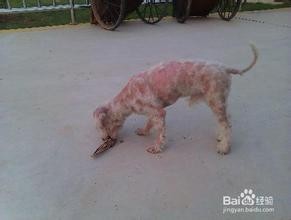 狗狗皮肤病的护理方法