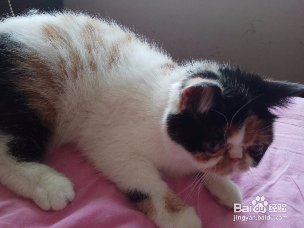 怎么训练猫咪的服从性