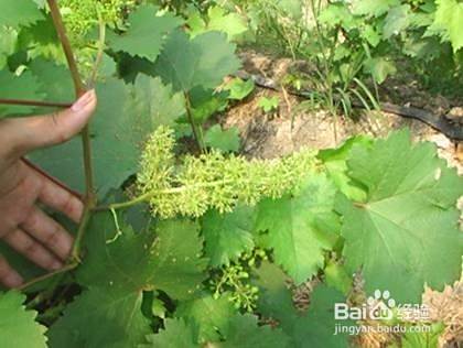 怎样促成葡萄花芽分化 百度经验