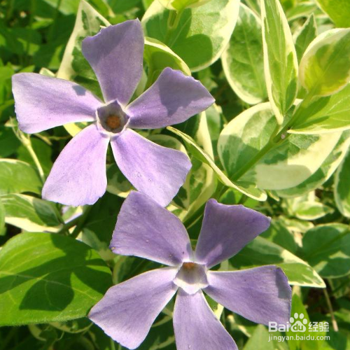 长春蔓叶子发黄怎么办