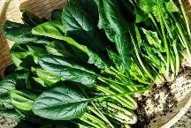 蔬菜种植时间和方法