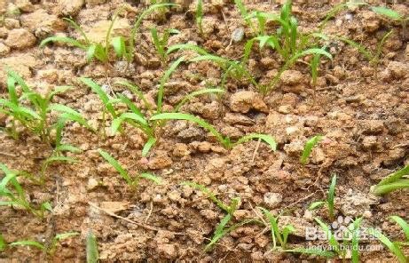 院中越冬菠菜、香菜的种植方法