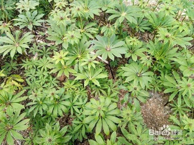 重楼种植技术方法